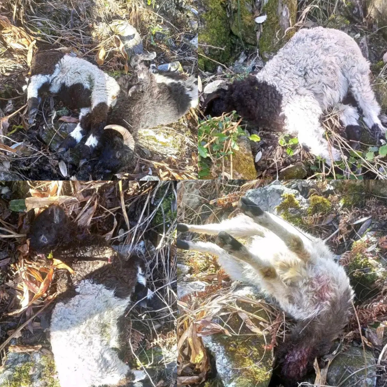 अपिहिमाल–६ ककानाडीमा बाघको आक्रमण : १० भेडा मृत, ७ बेपत्ता