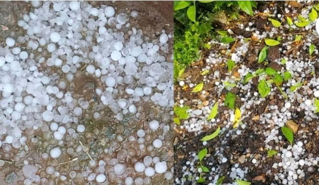 असिनाले बैतडीमा गहुँ, तरकारी र फलफूल बालीमा क्षति