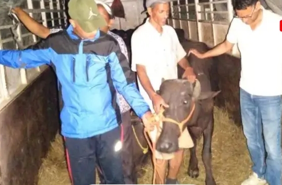 ५० प्रतिशत अनुदानमा ५९ मुर्रा भैंसी वितरण, मालिकार्जुनका किसानलाई व्यावसायिक पशुपालनतर्फ प्रोत्साहन